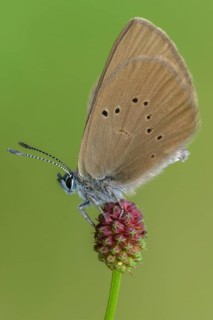 Ant blue, dark meadowbutton ant blue, dusky large blue, glaucopsyche nausithous, maculinea