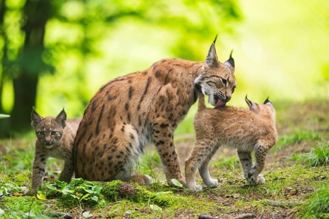 Eurasian lynx (Lynx lynx) mother with her youngsters (cubs) in a forest, Bavaria, Germany