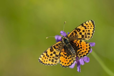 Fiery moth, Melitaea Didyma, red moth, spotted fritillary, butterfly, insects, butterfly,