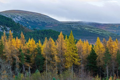 Larch trees (Larix) in autumn in the Highlands, Aviemore, Scotland, United Kingdom