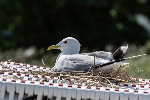 Common Gull (Larus canus) nesting on a beach chair, Schleswig-Holstein, Germany