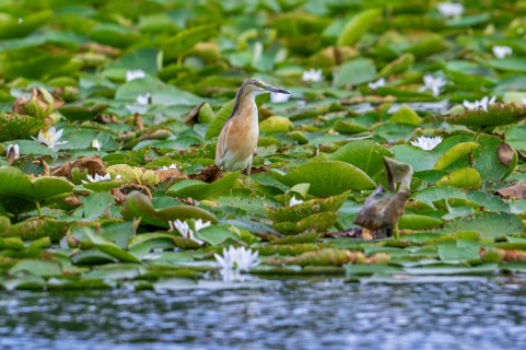Squacco heron (Ardeola ralloides) adult in breeding plumage resting on water lily pads covering
