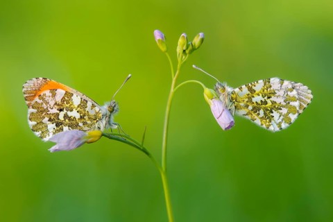 Aurora fritillary (Anthocharis cardamines) on cuckoo flower, Vechta, Lower Saxony, Germany