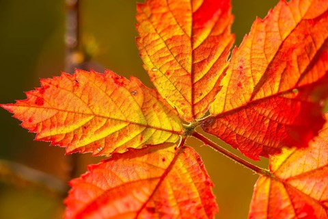 Blackberry, real blackberry, autumn colors, Rubus fruticosus agg., autumn, blackberry, flora,