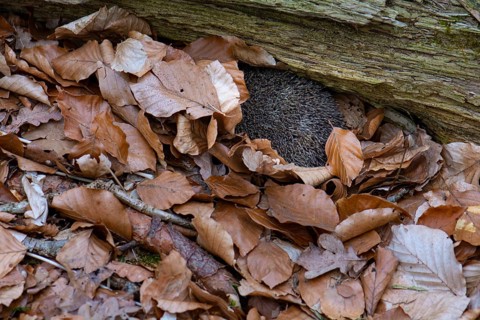 Hedgehog (Erinaceidae) on the forest floor looking for winter quarters, Cloppenburg, Lower Saxony,