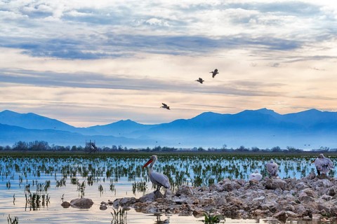 Crested pelicans (Pelecanus crispus) in flight, shallow shoreline areas, wetland habitat,