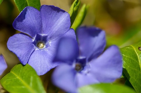 Evergreen, small evergreen, small singgreen, vinca minor, dwarf periwinkle, flora, lesser