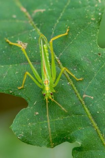 Drumming Katydid, oak scare, common oak scare, meconema thalassinum, oak bush cricket,