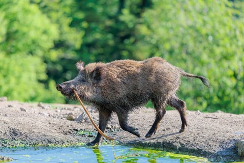 On a sunny day, a wild boar (Sus scrofa) plays with a stick in a small pond. Bavaria, Germany