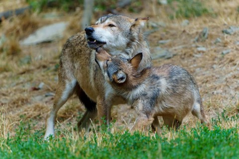 Timberwolf, wolf, American wolf (Canis lupus lycaon), Germany: An adult wolf interacts with a