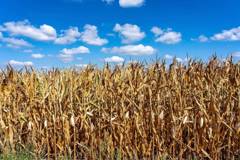 Maize field dried up and only slightly grown, small corn cobs, drought due to summer drought, in