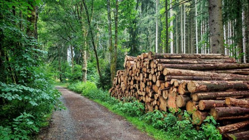 A trail through the dense forest leads past stacked tree trunks to forestry, polter, hiking in the