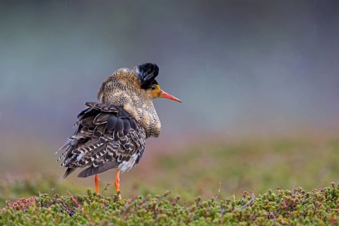 Ruff, (Philomachus pugnax), animals, birds, plumage during mating season, snipe bird, courtship,