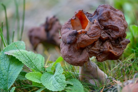 Bishop's cap, bishop's cap lornel, gyromitra infula, cap lornel, saddle-shaped false morel, elf