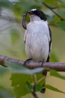 Collared flycatcher, ficedula albicollis, collared snapper, birds, high size, portrait format,