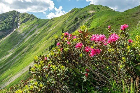 Rusty-leaved alpenrose (Rhododendron ferrugineum) on the Fellhorn, with the mountains of the Allgäu