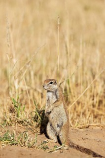 Cape Ground Squirrel (Xerus inauris). Female. Kalahari Desert, Kgalagadi Transfrontier Park, South