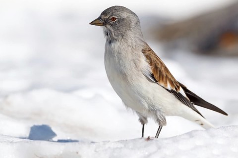 Snowfinch (Montifringilla nivalis), Valais, Switzerland