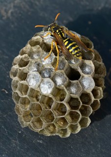 Brighter-colored paper wasp, French field wasp, gallic field wasp, house field wasp, hymenoptera,