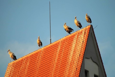 The roof of the church tower in Markt Rettenbach, used as a roost by white storks (Ciconia