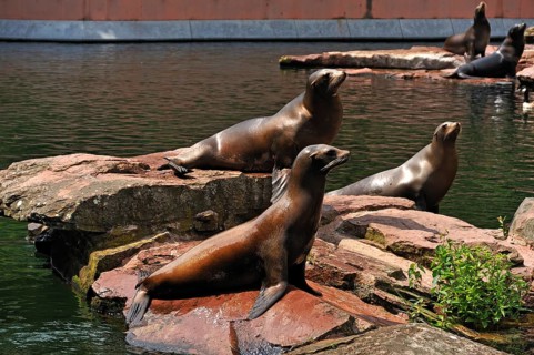 Sea lions (Zalophus californianus) waiting to be fed, Nuremberg Zoo, Am Tiergarten 30, Nuremberg,