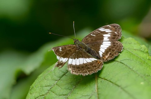 Small kingfisher, Ladoga camilla, limenitis camilla, white admiral, butterfly, insects, butterfly,