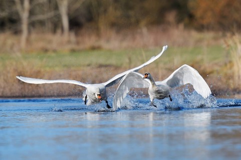A mute swan (Cygnus olor) chases a rival out of its territory, North Rhine-Westphalia, Germany