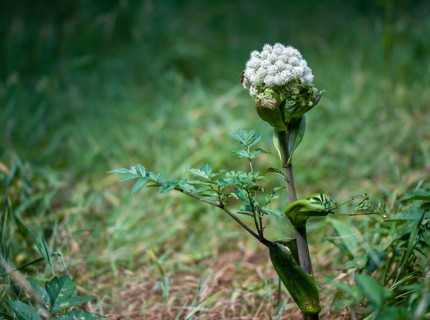 Angelica sylvestris, angelica, wild angelica, wild breastroot, flora, plants, plants, wild angelica