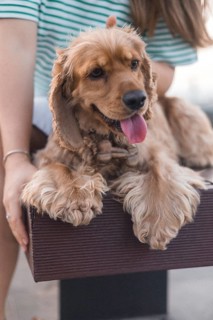 Close-up of a happy brown dog with its tongue out, resting on a bench