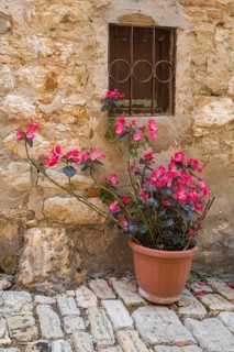 A flowerpot full of pink begonias on a cobblestone street the old town, in Rovinj, Istria, Croatia