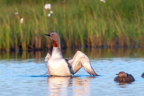 Finland, Gavia Stellata, Red-Throated Diver, Star Diver, Birds, Diver, Gaviidae, Grebe, Loons,