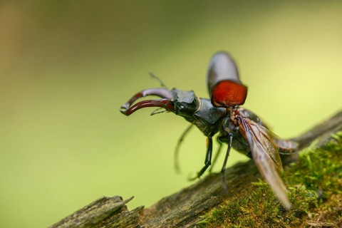 Thundergugi, firecracker, stag beetle, hornschröter, Lucanus cervus, Schröter, Beetle, Coleoptera,