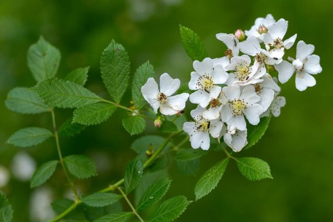 Tuft rose, eijitsu rose, Japanese rose, polyantha rose, panicle rose, pink multiflora, rosaceae,