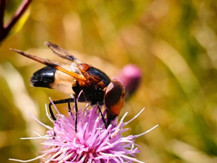 Close-up of a Pellucid Fly (Volucella pellucens) on the purple flower of a thistle (Cirsium