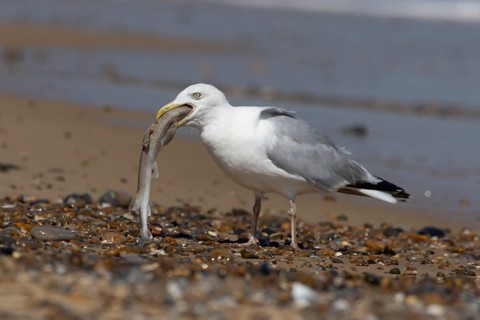 Herring gull (Larus argentatus) adult seagull bird eating a Dogfish fish on a beach, England,