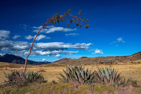 Agaves with inflorescences in front of a farmland plain in the highlands (Agave cordillerensis),