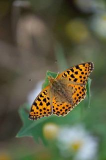 Argynnis Lathonia, Issoria Lathonia, little mother-of-pearl butterfly, queen of Spain fritillary,