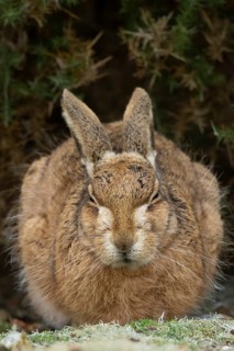 European brown hare (Lepus europaeus) adult animal resting in grassland, England, United Kingdom