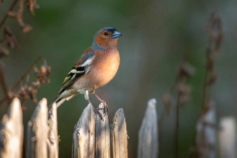 Chaffinch, Fringilla Coelebs, Birds, Garden, Garden Fence, Garden Fence, Male, Passeri, Songbirds,