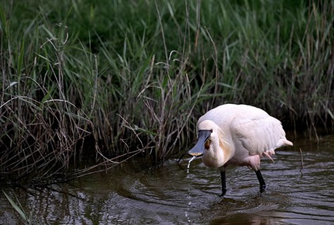 Spoonbill (Platalea leucorodia) looking for food in shallow water with drops of water in its open