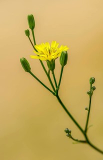 Bitter herb, common bitter herb, hawkweed bitter herb, hawkweed oxtongue, picris hieracioides,