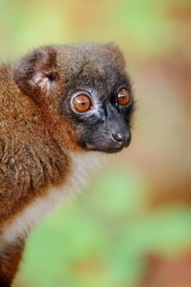 Red-bellied lemur (Eulemur rubriventer), female, portrait, in captivity, found in Madagascar
