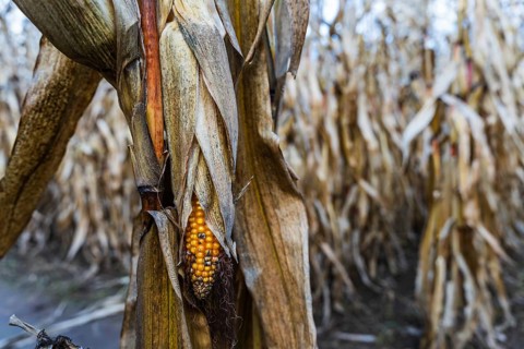 An ear of ripe corn in a cornfield in autumn
