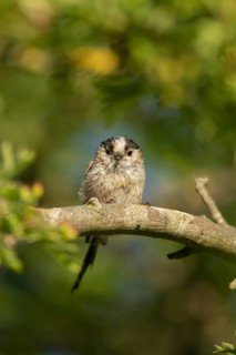 Long tailed tit (Aegithalos caudatus) adult bird on a tree branch, England, United Kingdom