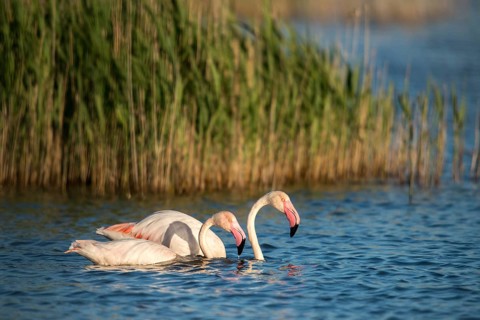 Afro-Asian Greater Flamingo, Eurasian Flamingo, European Flamingo, Granelli, Greater Flamingo,