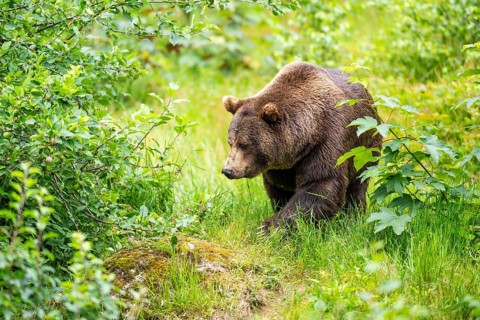 Eurasian brown bear (Ursus arctos arctos) standing between bushes, Bavarian Forest, Bavaria,