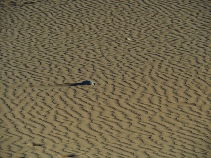 Close-up of sand with natural patterns and minimalistic atmosphere, Maspalomas dunes, Gran Canaria,