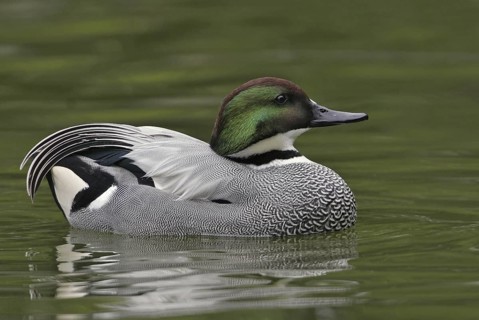Falcated Duck (Mareca falcata) male, California, USA