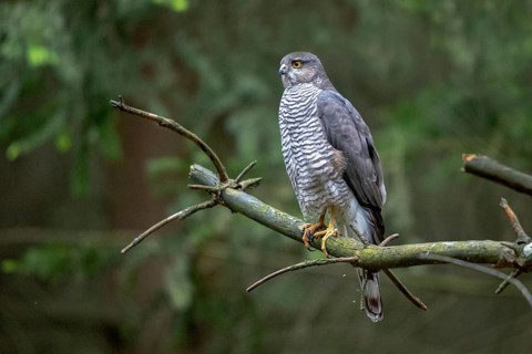 Accipiter Nisus, Accipitriformes, Sparrowhawk, Sparrowhawk, Birds of Prey, Raptors, Birds