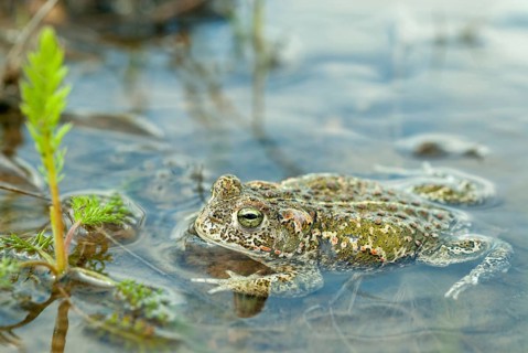 Brandenburg, Bufo Calamita, Epidalea Calamita, Germany, Toad, Nabu, Natterjack Toad, amphibians,